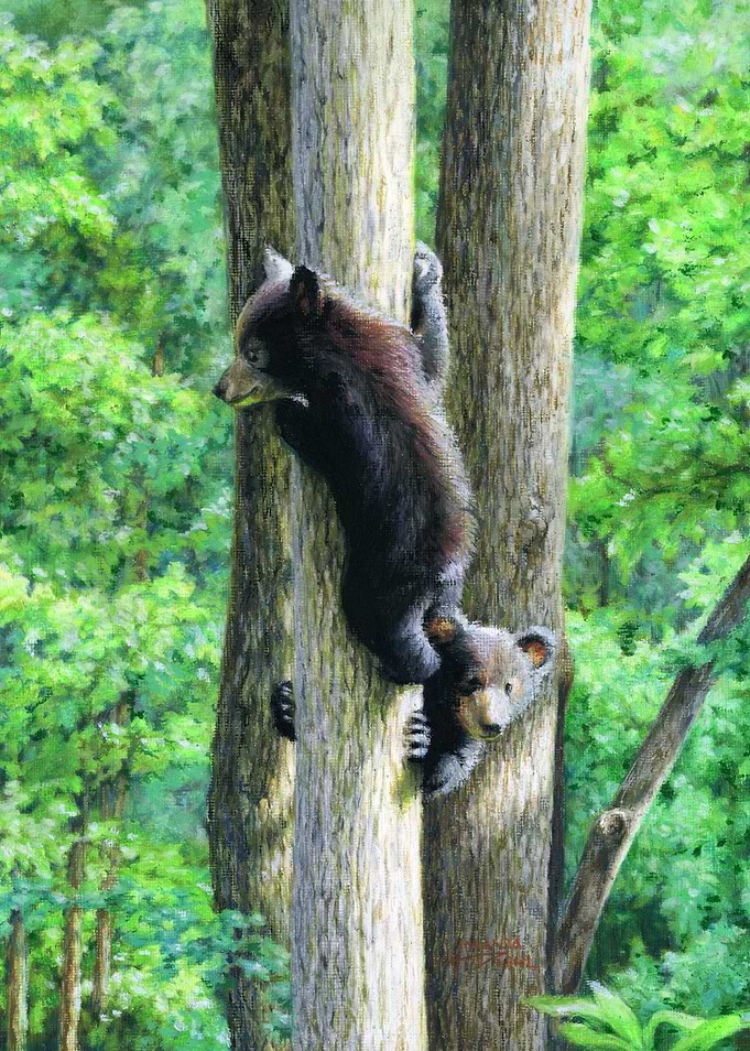 Peek A Bear