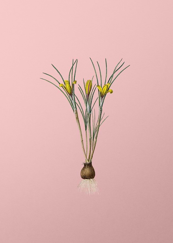 Cloth of Gold Crocus