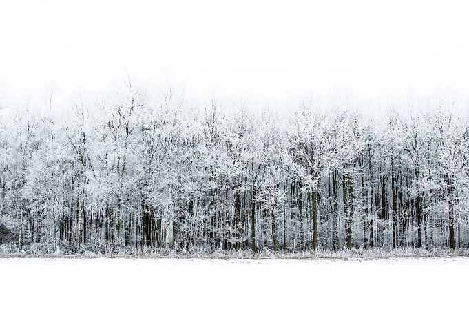 Winter Forest landscape