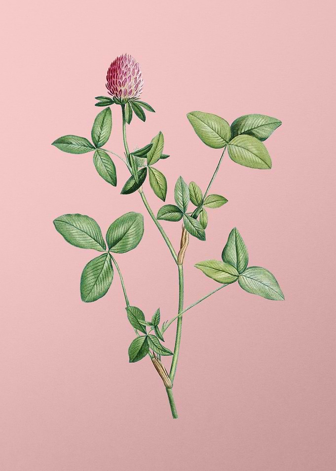 Blooming Pink Clover