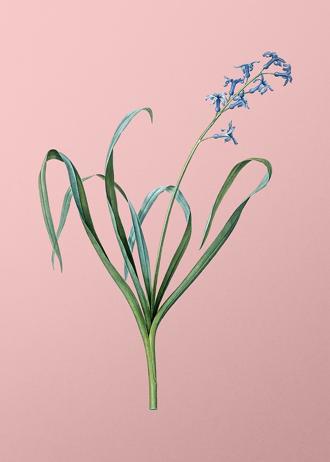 Dutch Hyacinth on Pink