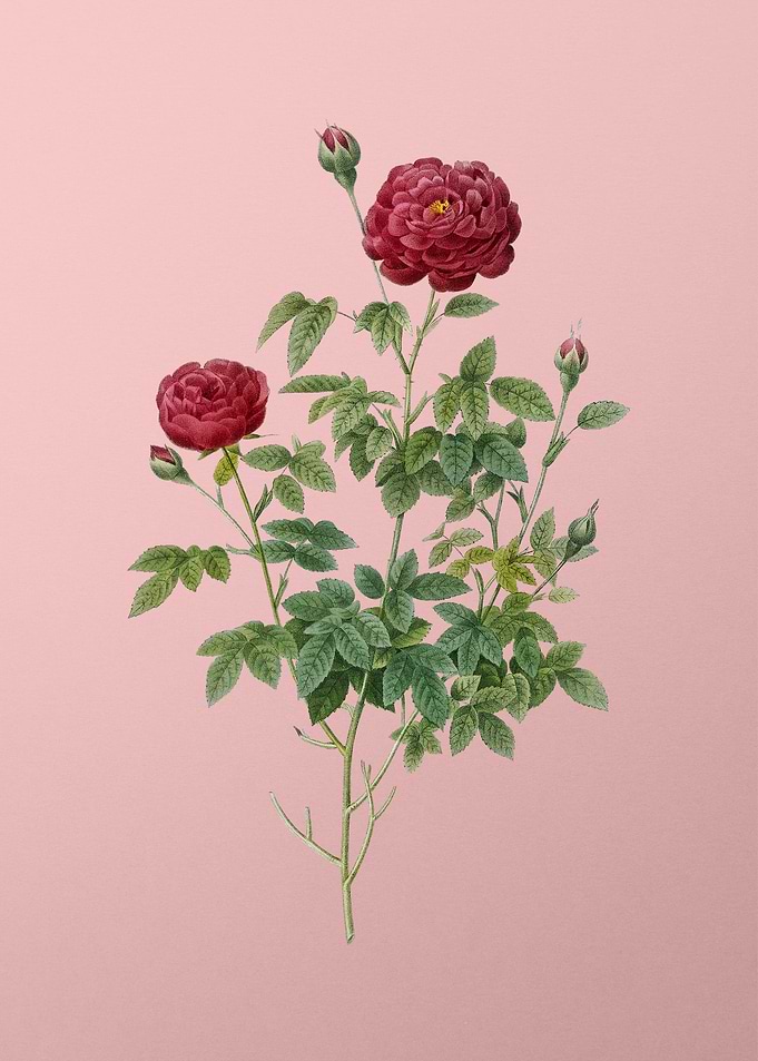 Burgundy Cabbage Rose