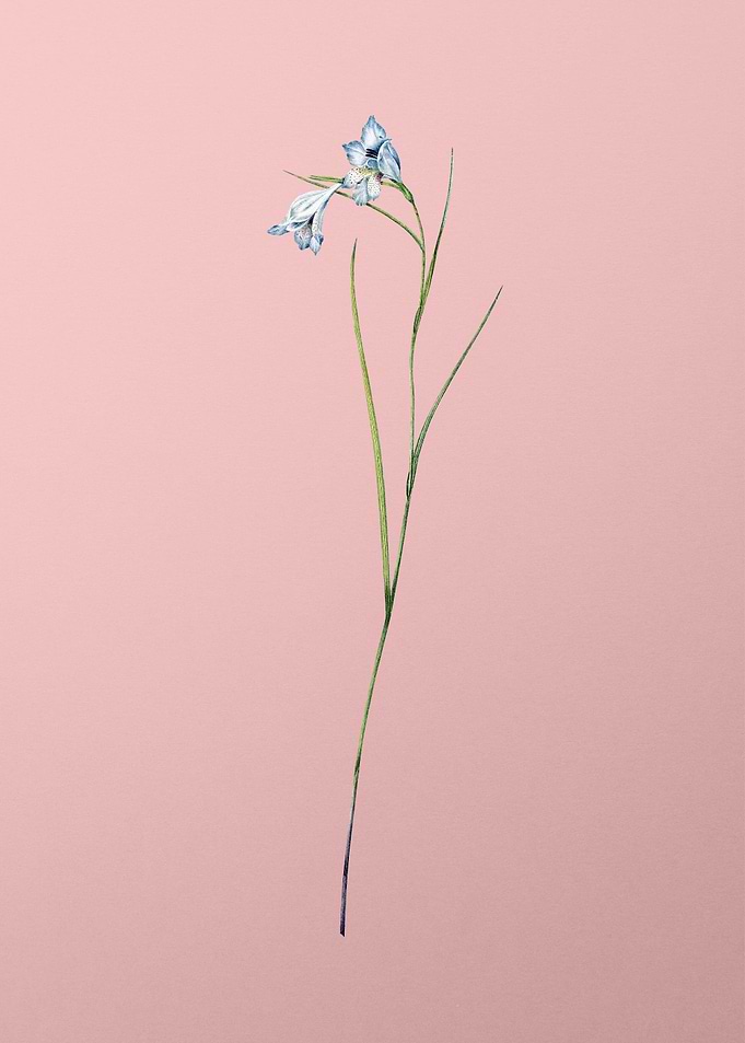 Blue Pipe Flowers on Pink