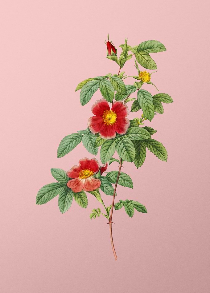 Blooming Single May Rose