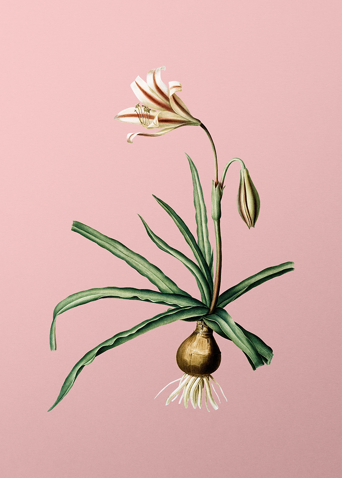 Amaryllis Broussonetii