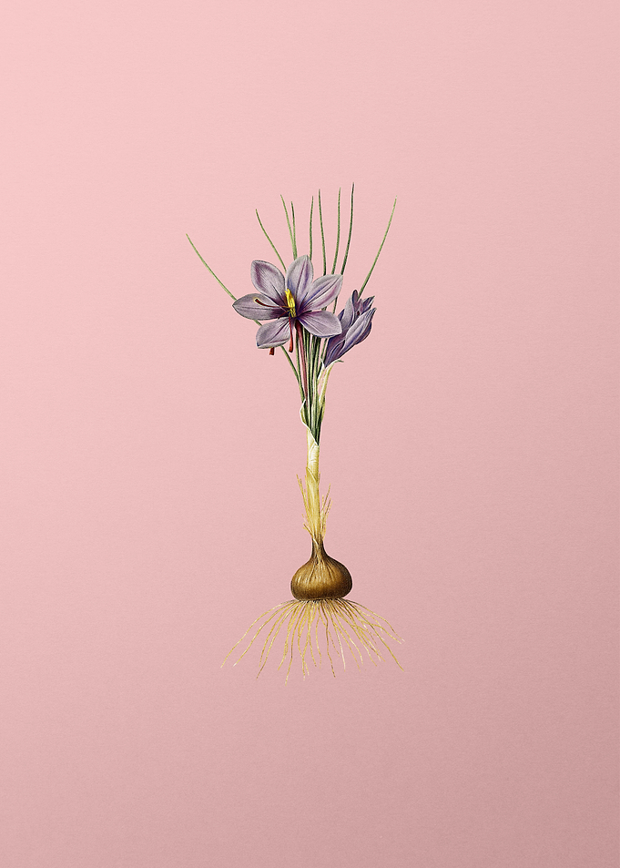 Crocus Sativus on Pink