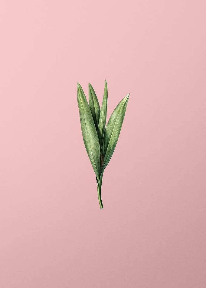Autumn Crocus on Pink