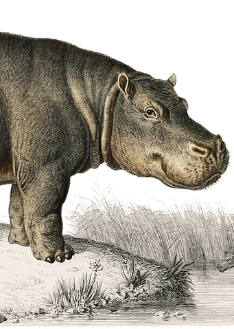 Hippopotamus illustration