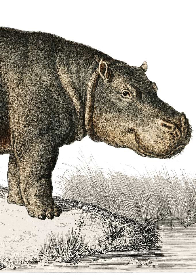 Hippopotamus illustration
