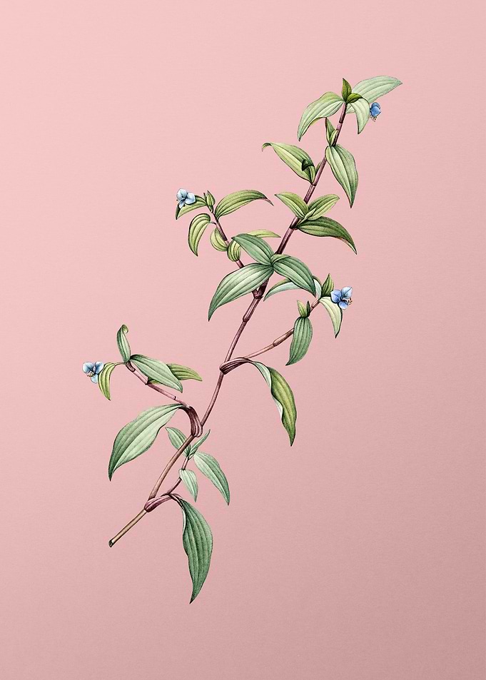 Birdbill Dayflower on Pink