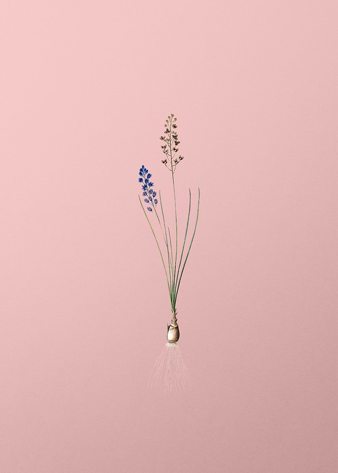 Autumn Squill on Pink
