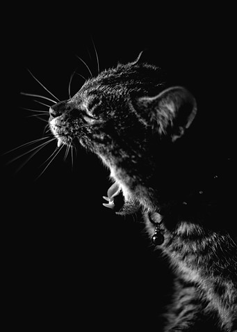 Yawning cat