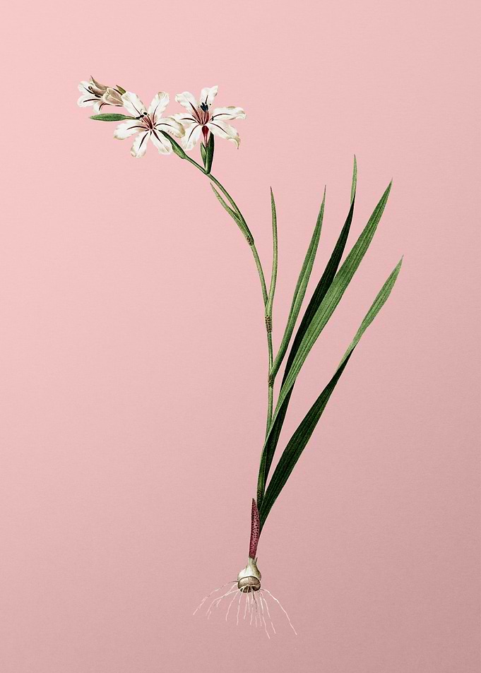 Gladiolus Flower on Pink