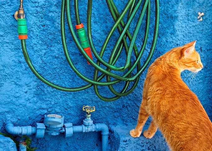 Orange cat