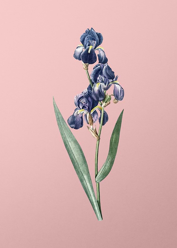 Dalmatian Iris on PInk