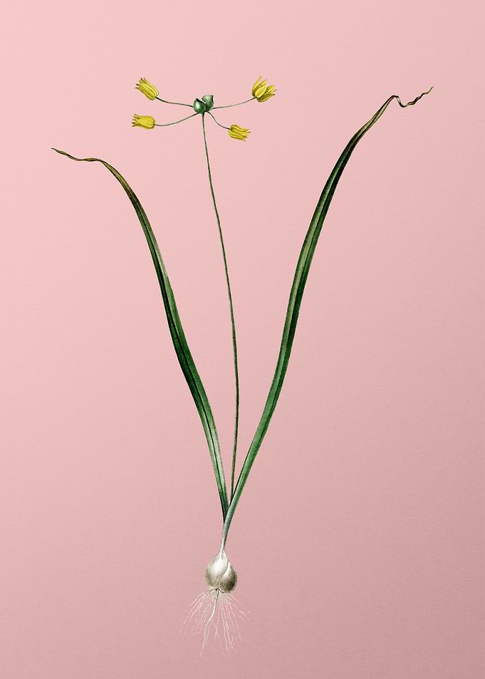 Allium Scorzonera Folium