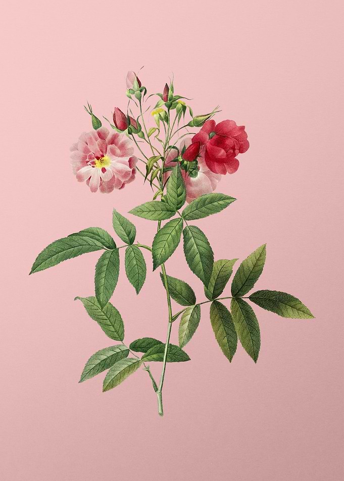 Hudson Rose on Pink