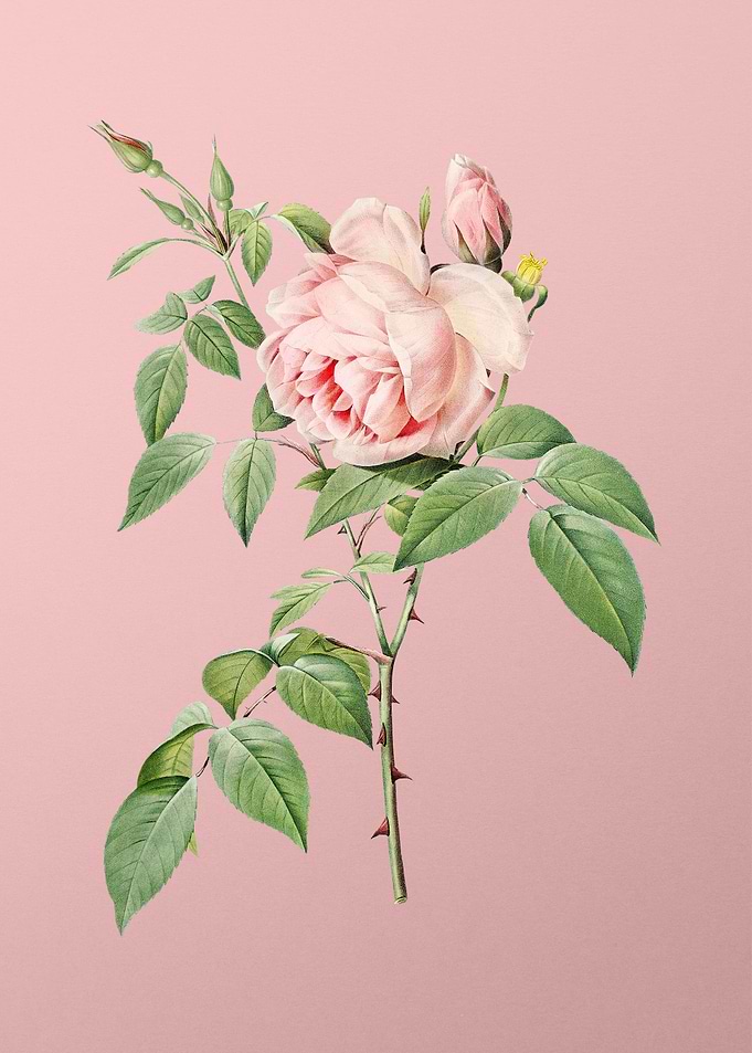 Blooming Fragrant Rosebush