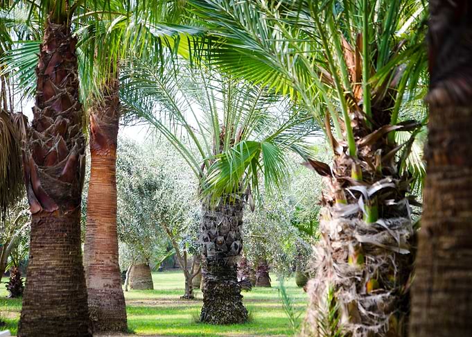 palmtree feeling