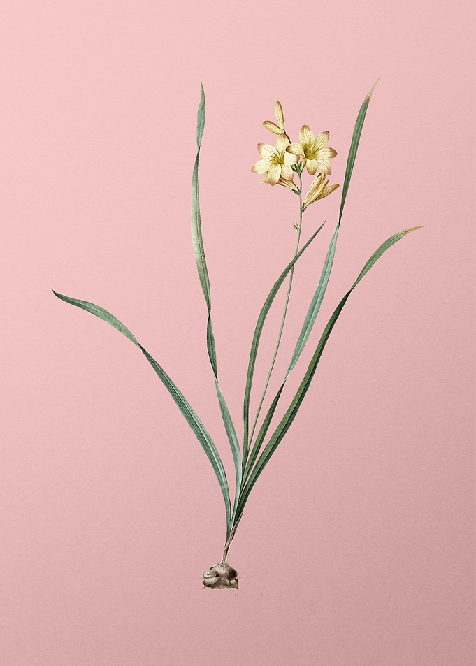 Gladiolus Lineatus on Pink