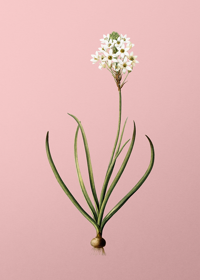 Arabian Starflower on Pink