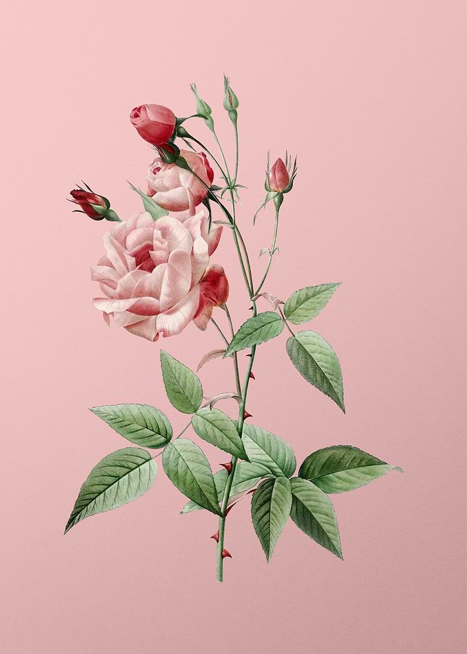 Common Rose of India