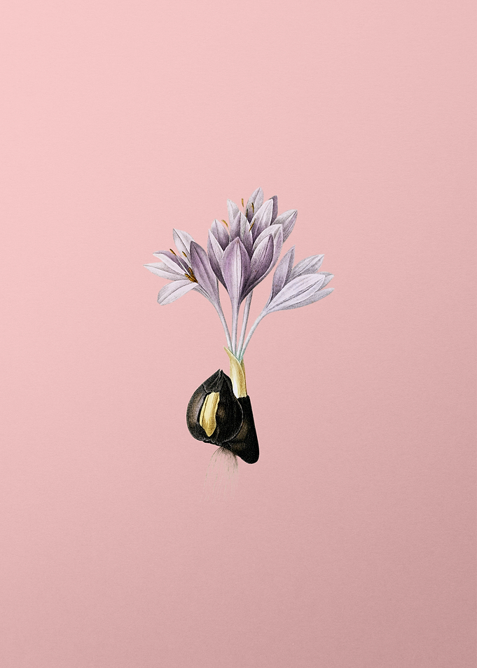 Autumn Crocus on Pink