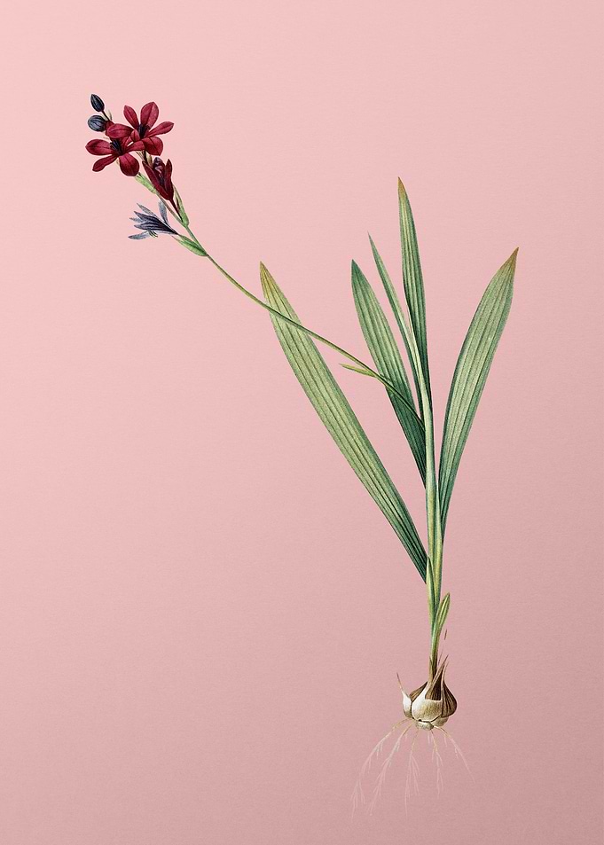 Gladiolus Mucronatus