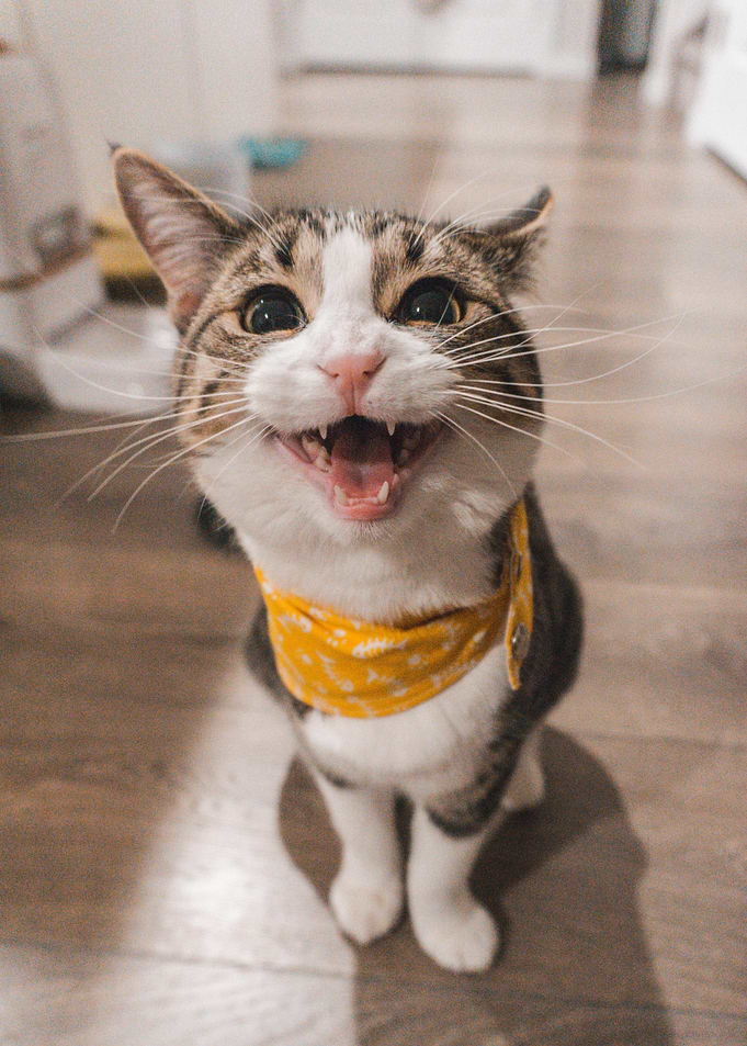 Meowing cat