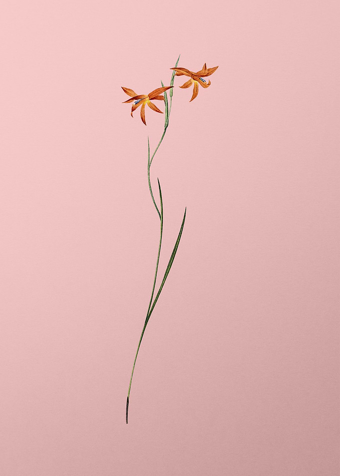 Gladiolus Watsonius