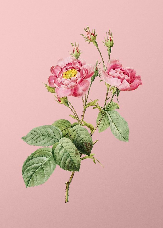 Anemone Centuries Rose