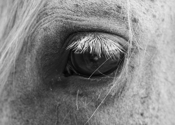 Horse Eye