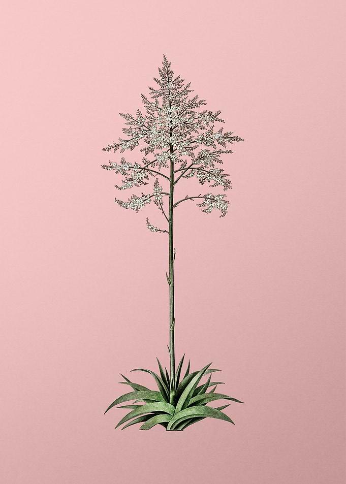 Giant Cabuya on Pink