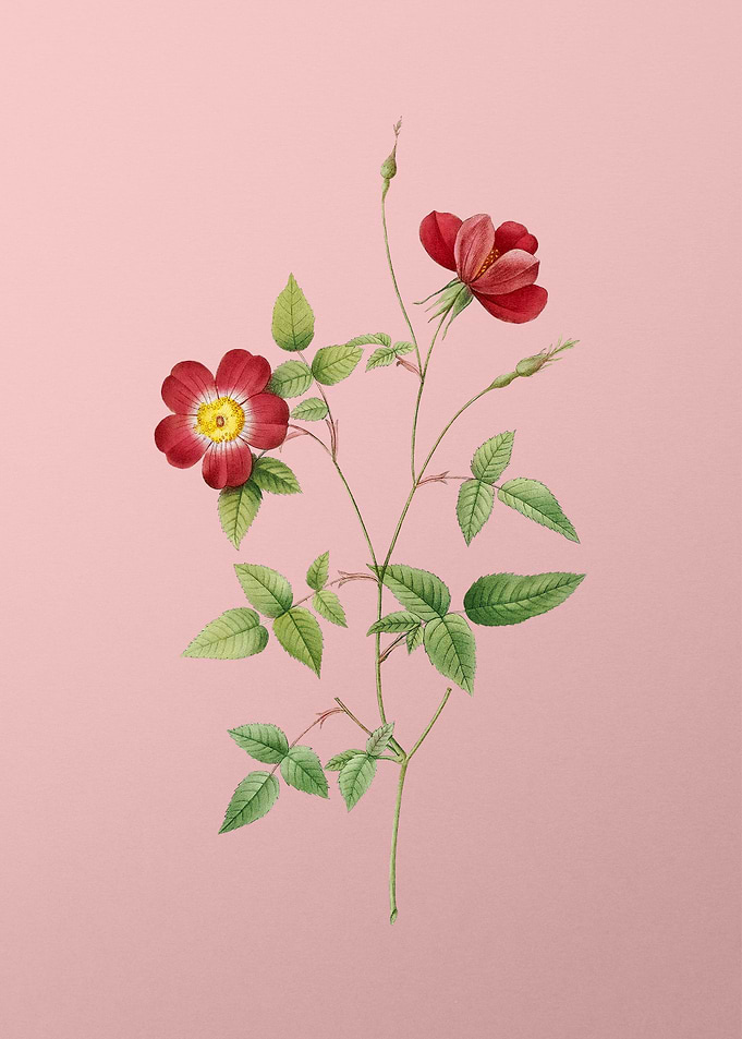 Indica Stelligera Rose