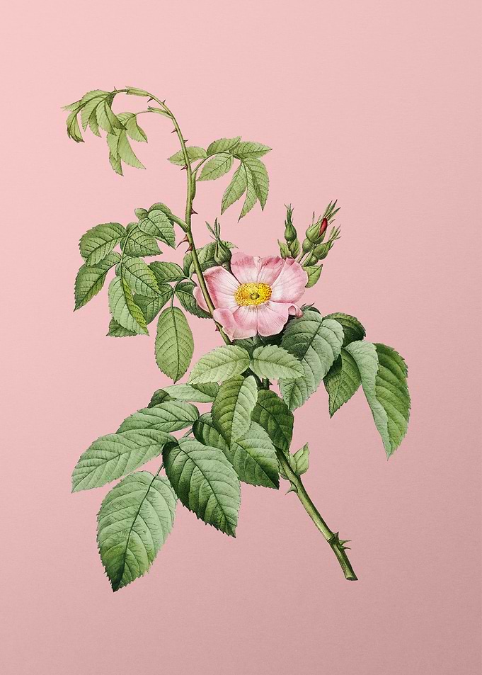 Blooming Apple Rose Pink
