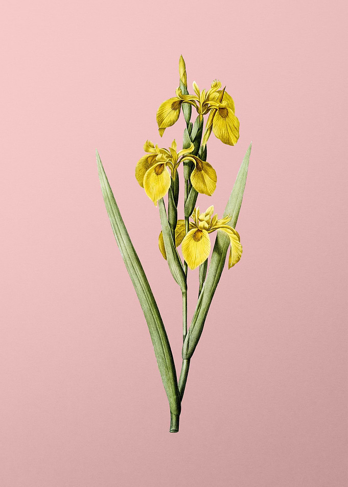 Irises on Pink