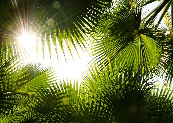Palmleaves