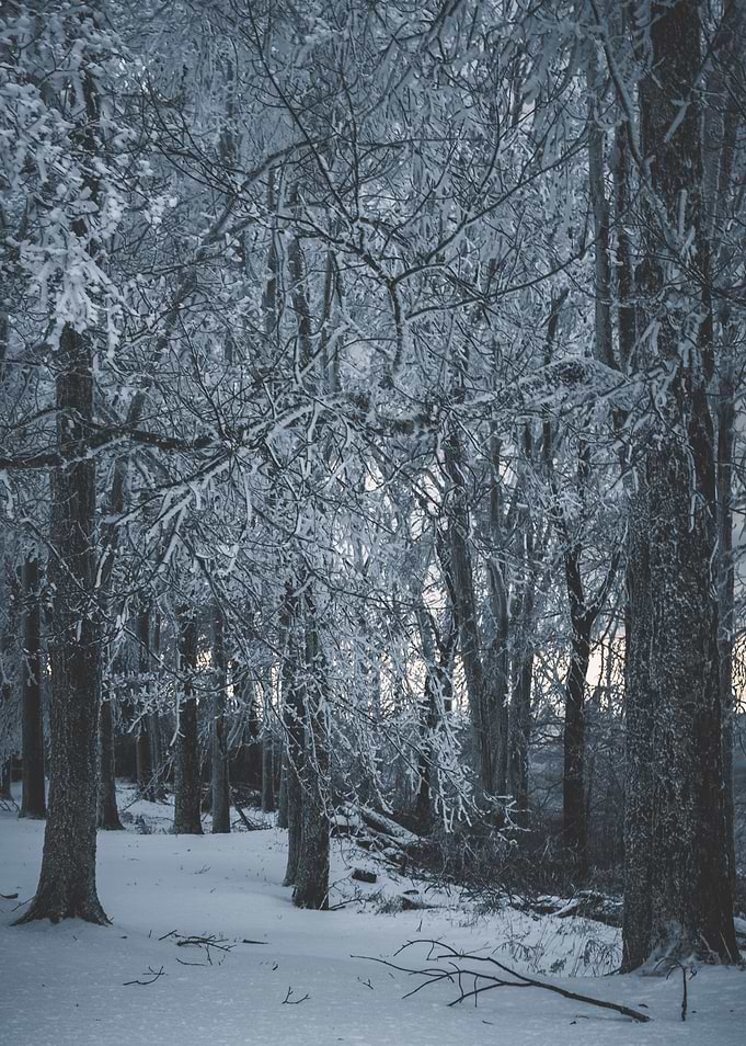 Frozen Winter Trees
