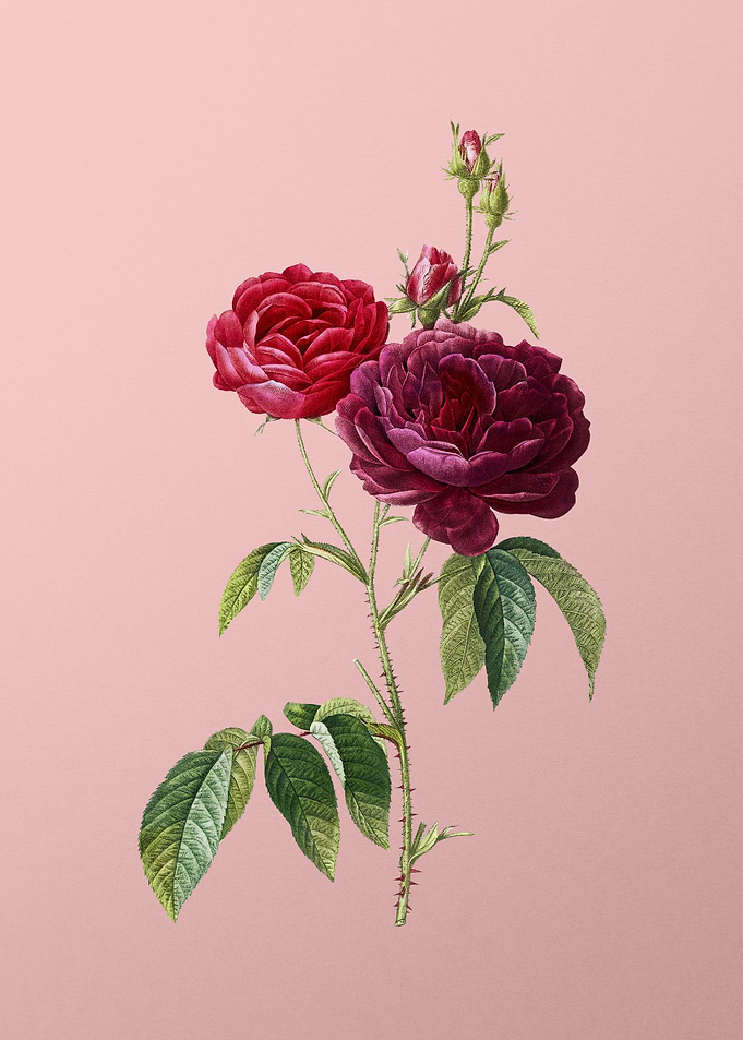 Blooming Purple Roses