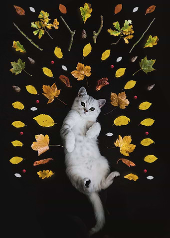 Cat on Back