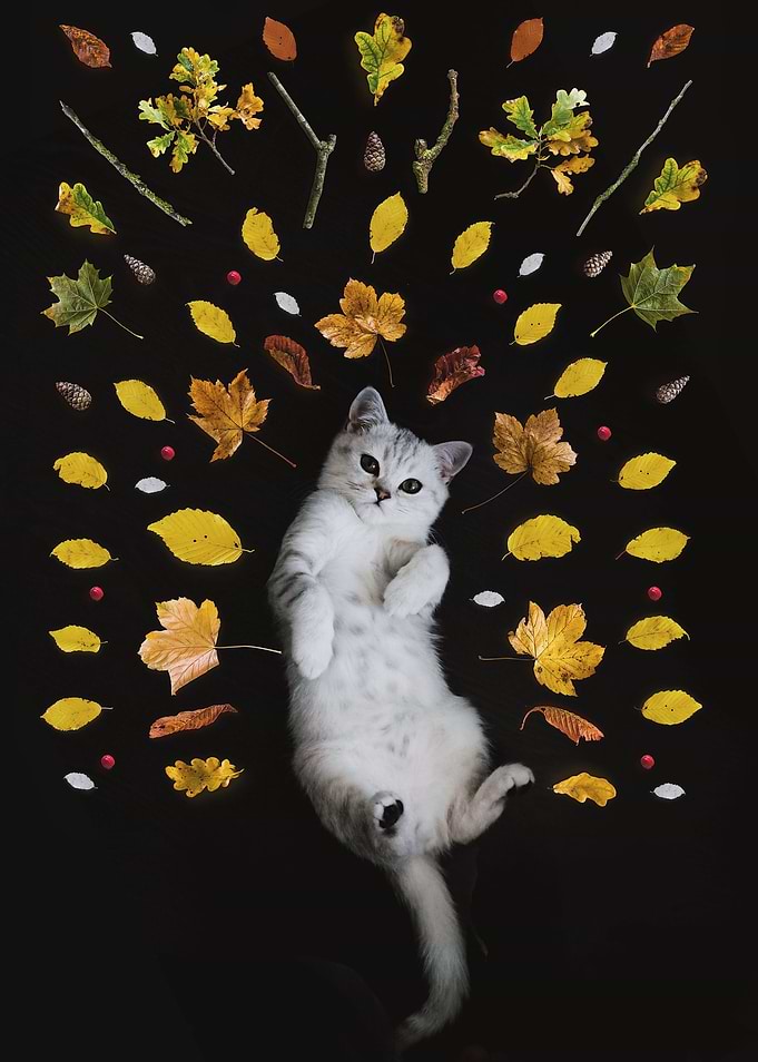 Cat on Back