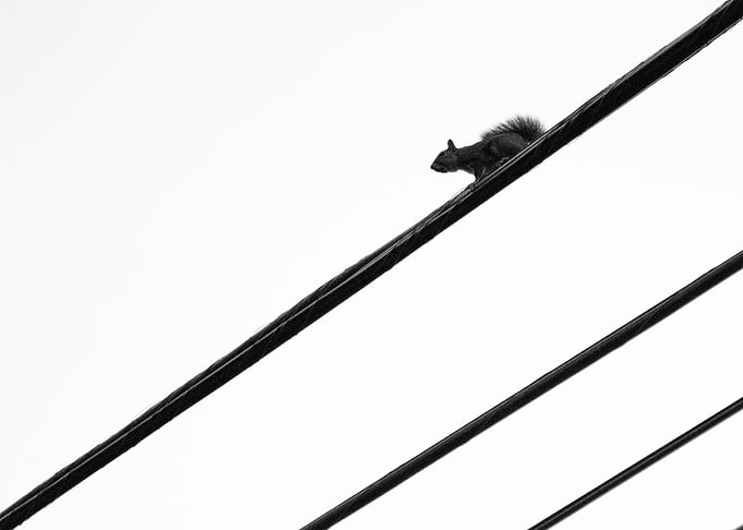Squirrel