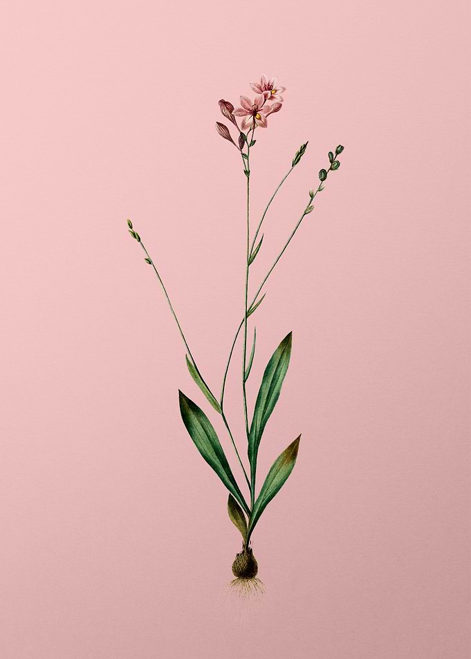 Gladiolus Junceus on Pink
