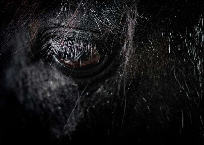 Horse Eye