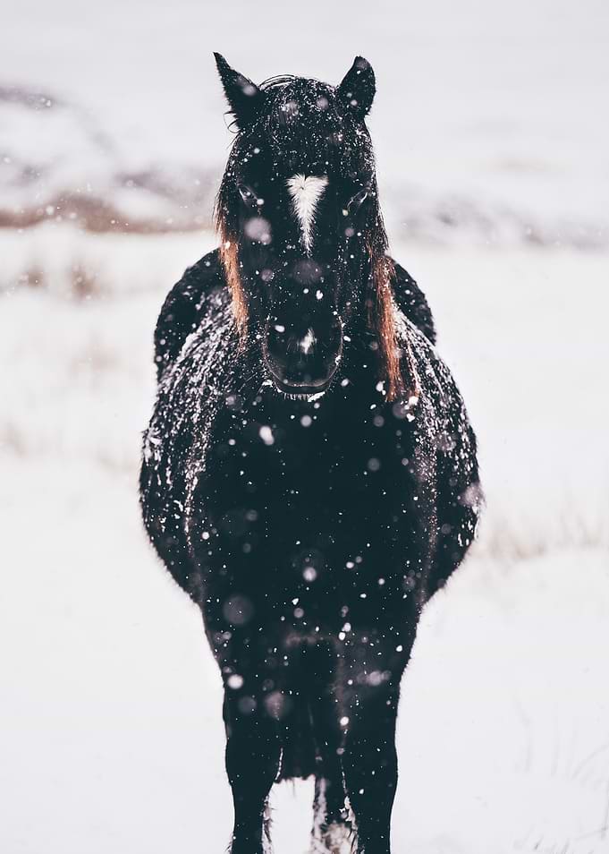 Horse in snow