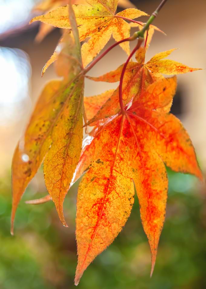Maple Leaves