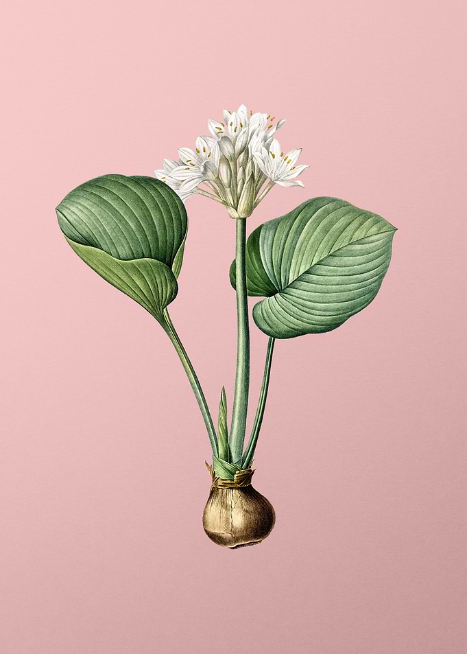 Cardwell Lily on Pink