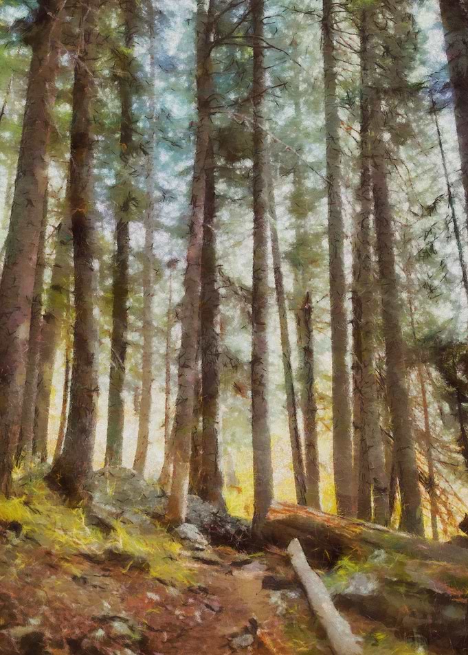 Beautiful forest