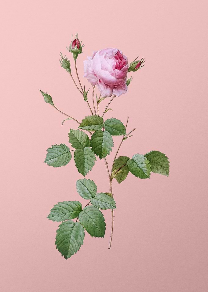 Blooming Provence Rose