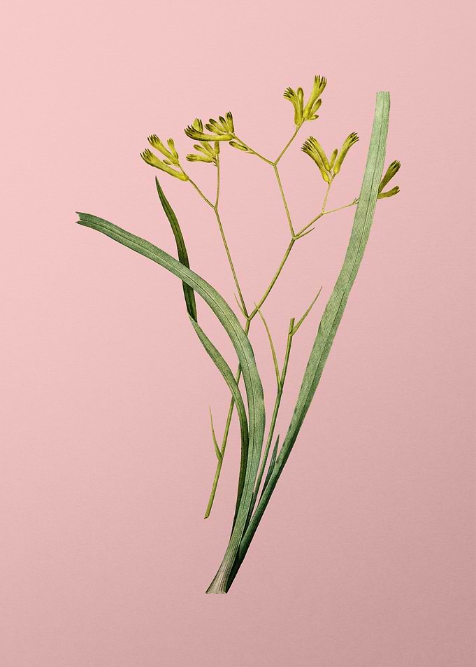 Anigozanthos Flavida Pink